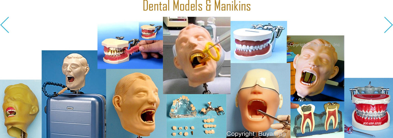 Dental Teeth X-Ray MANIKIN Practice Exam Adult Simulator Training Phantom