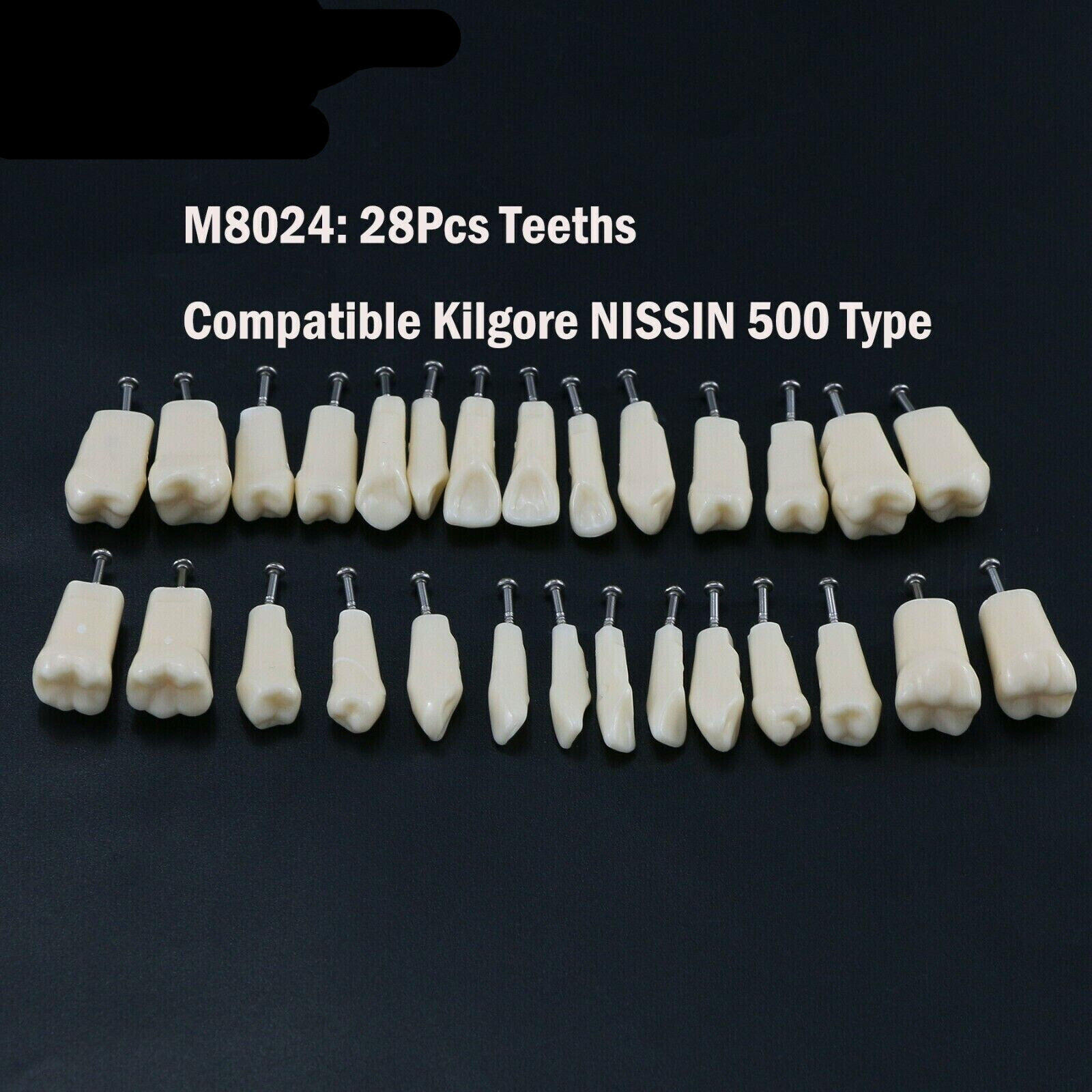 2 Set Dental Removable Screw-in Typodont Grain Teeth 28Pcs+32Pcs Tool Instrument