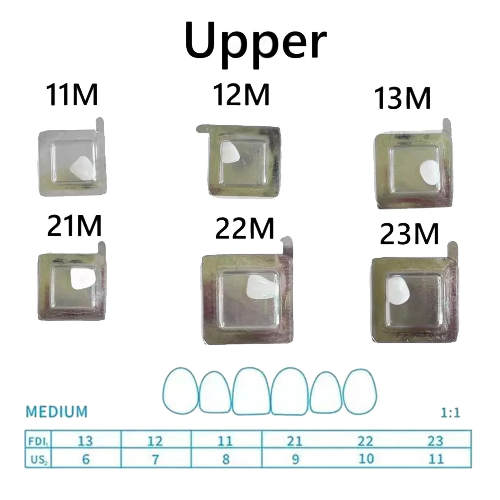 30 Sizes Resin Dental Lab Composite Light Cure Anterior Teeth Porcelain Veneers