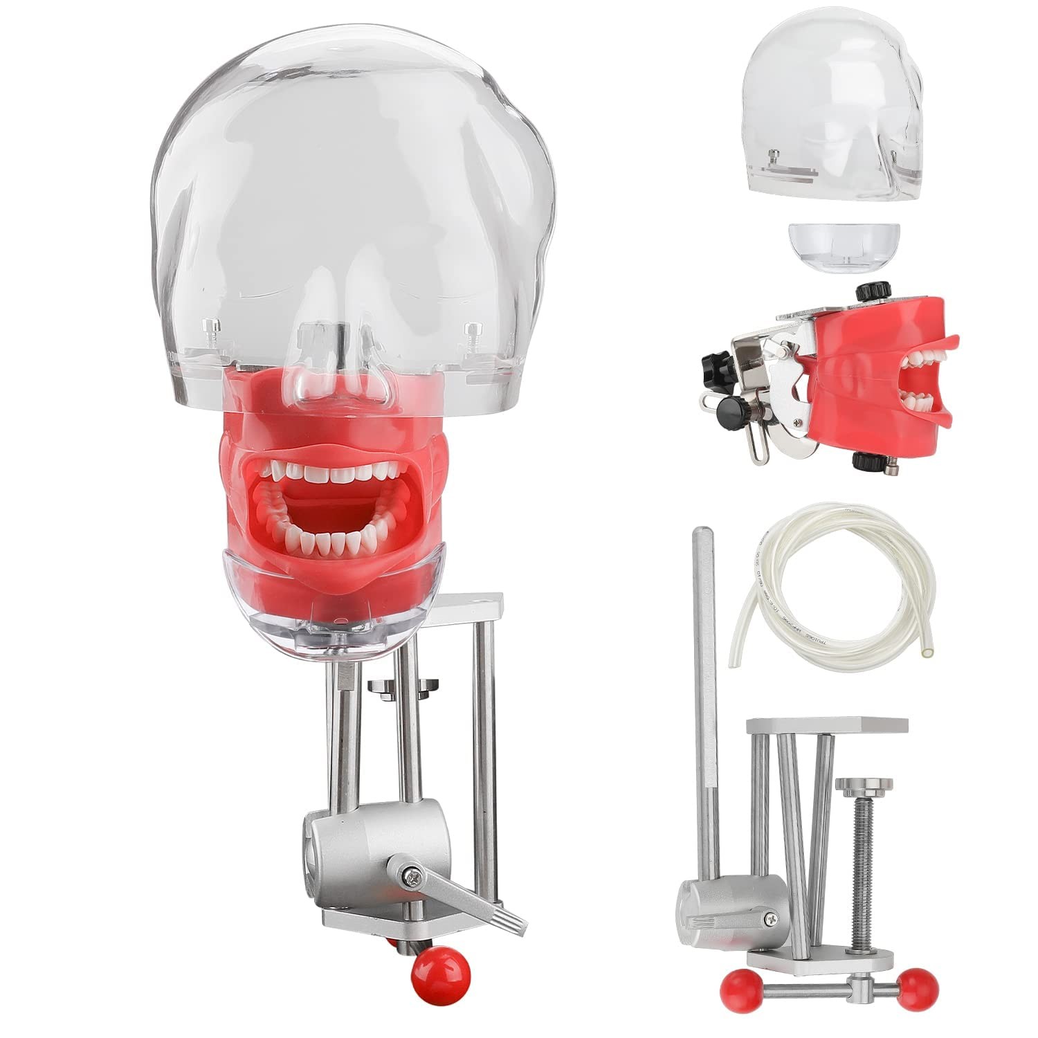 faruijie Dental Simulator Mannequin Head – Typodont Teeth Model Fixed on Desk