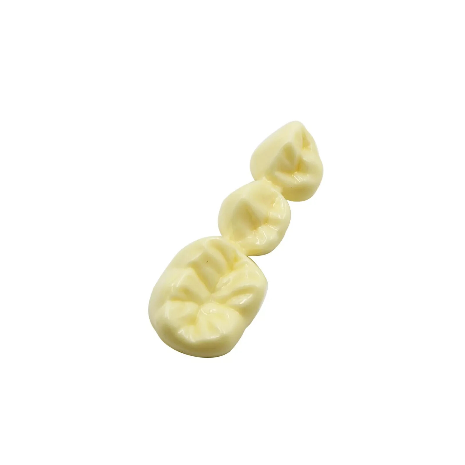 2Pc Dental Oral Analysis Crown Bridge Demonstration Tooth 4 Times Model Typodont