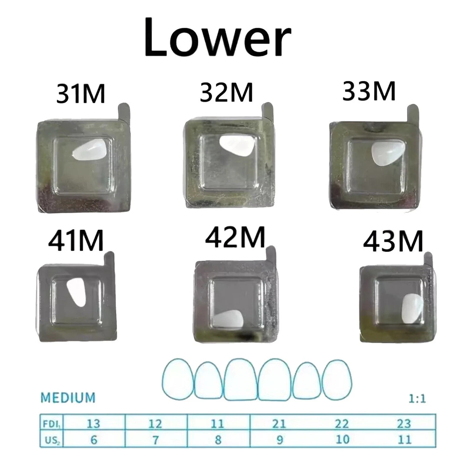 30 Sizes Resin Dental Lab Composite Light Cure Anterior Teeth Porcelain Veneers