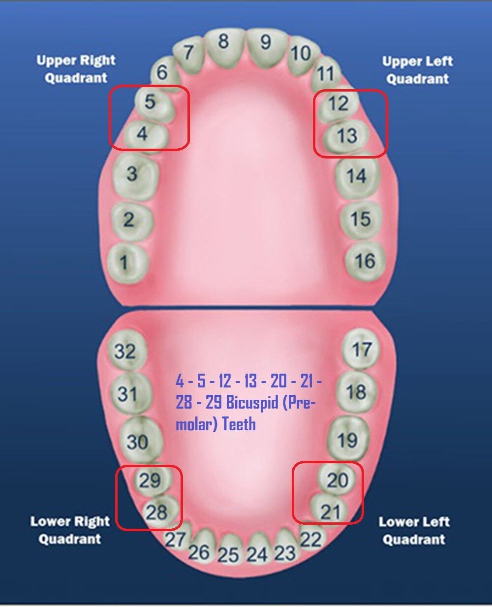 Dental Polycarbonate Temporary Preform Crowns Refills Set of 5 per Bag See Chart