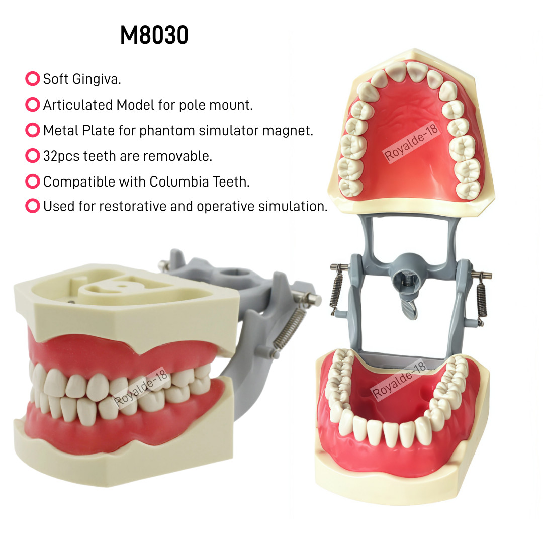 Fit Columbia 860 Dentoform Dental Typodont Model 32 Removable Teeth Soft Gingiva