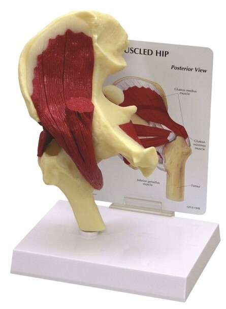 GPI Muscled Hip Joint – Model #1310 Anatomical Model