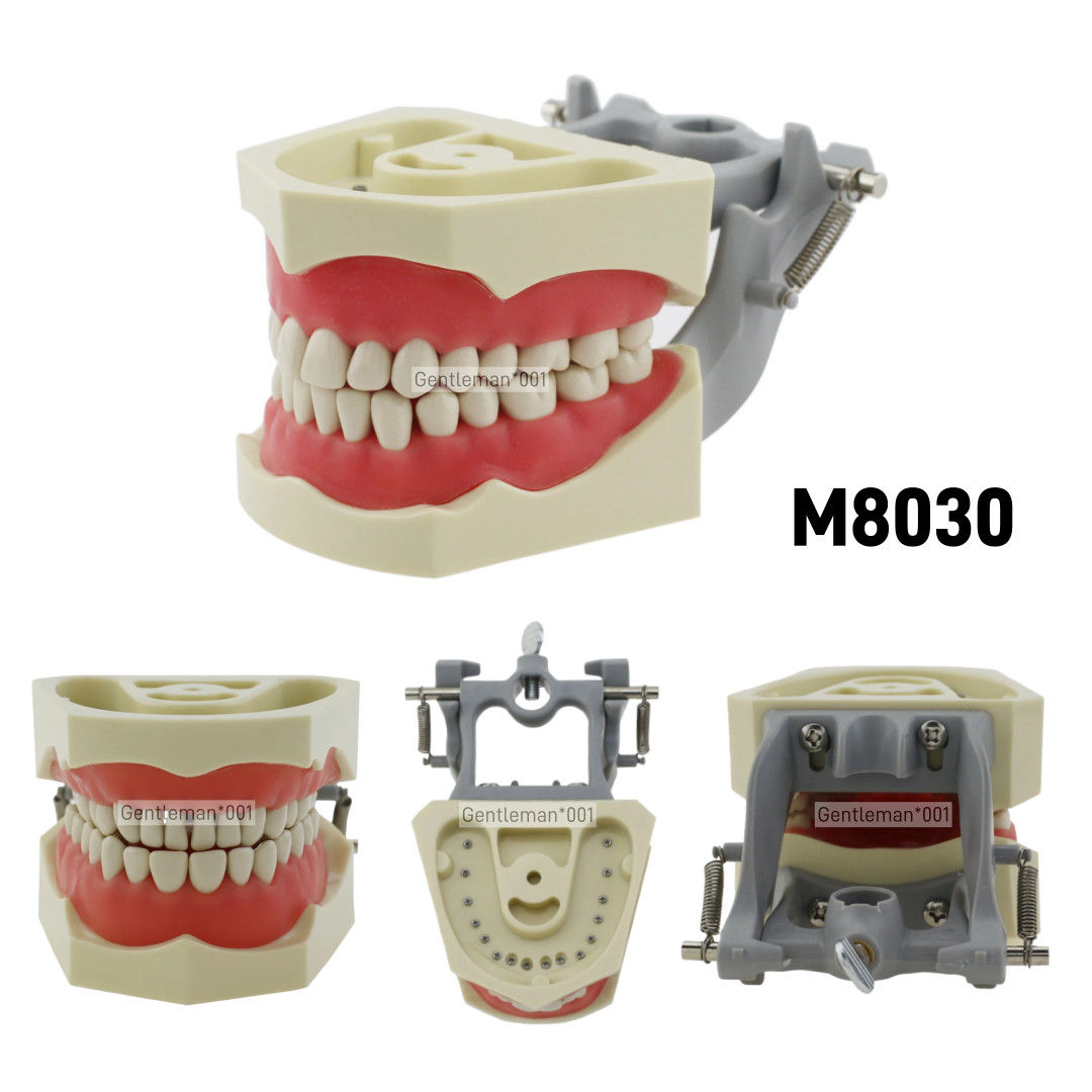 Fit Columbia 860 Dentoform Dental Typodont Model 32 Removable Teeth Soft Gingiva