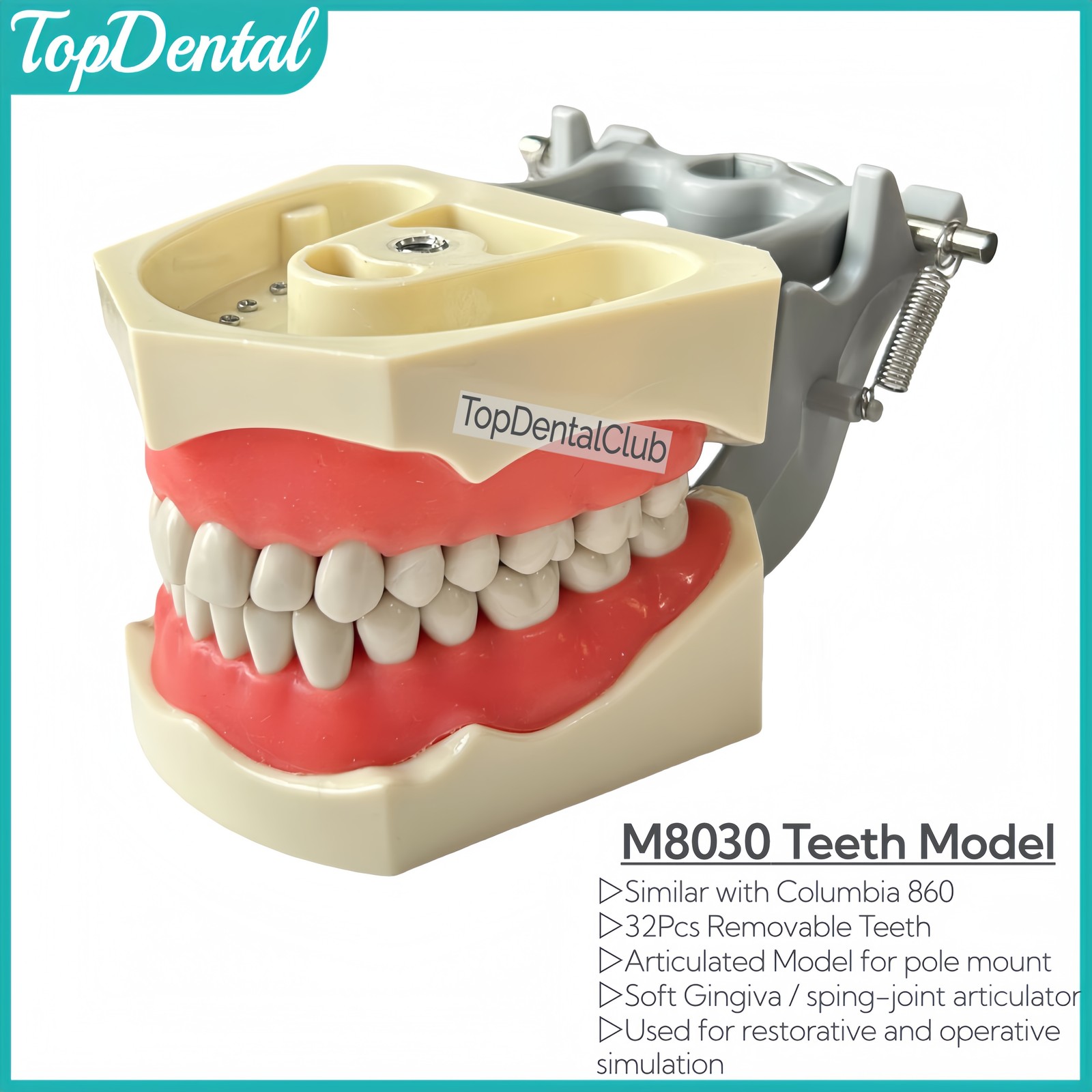 M8030 Dental 32Pcs Removable Teeth Typodont Model Gingiva Fits ADC Columbia 860
