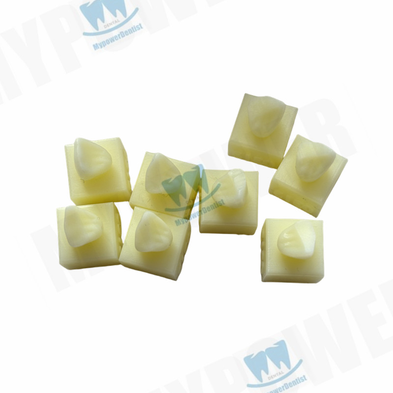 Dental Cavity Preparation/Vitro Decay Caries Model/Composite Resin Filling Model