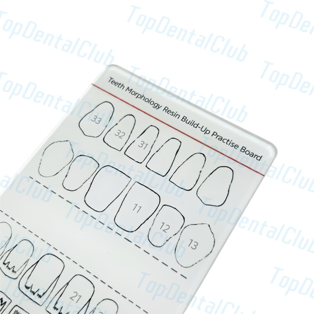 Dental Teeth Morphology Resin Build-Up Practise Board Composite Resin Filling