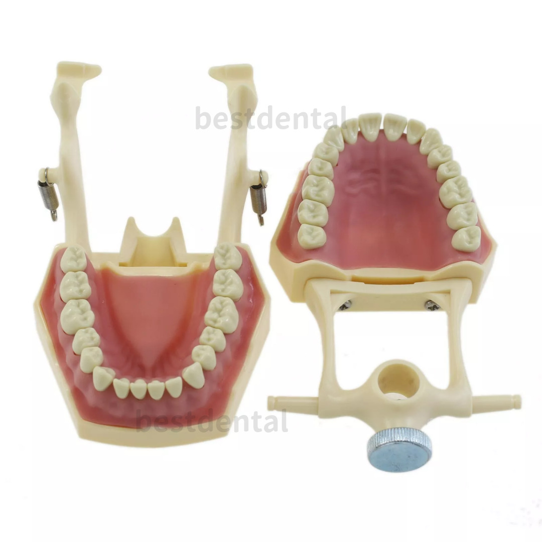 Dental Frasaco AG3 Type Restorative Typodont Model 32pc Marked Teeth M8014-2