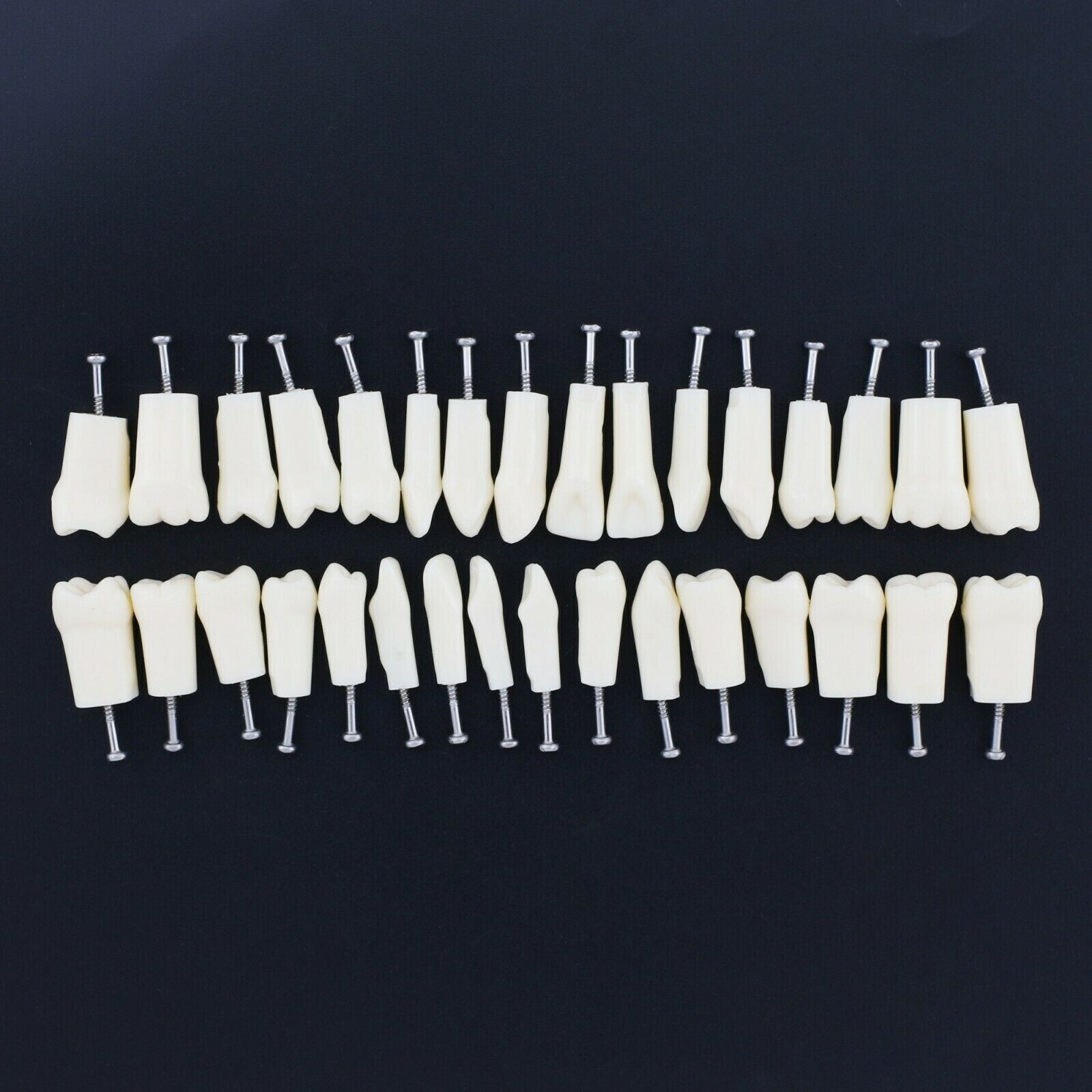 2 Set Dental Removable Screw-in Typodont Grain Teeth 28Pcs+32Pcs Tool Instrument