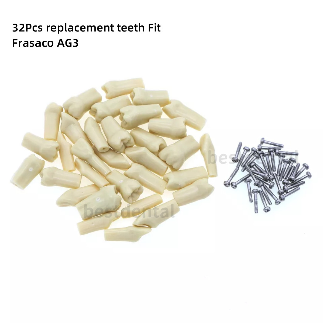 Dental Frasaco AG3 Type Restorative Typodont Model 32pc Marked Teeth M8014-2