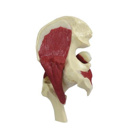 GPI Anatomical 1900 Mini-Muscled Joint Set Model Knee Shoulder Hip Elbow Muscles