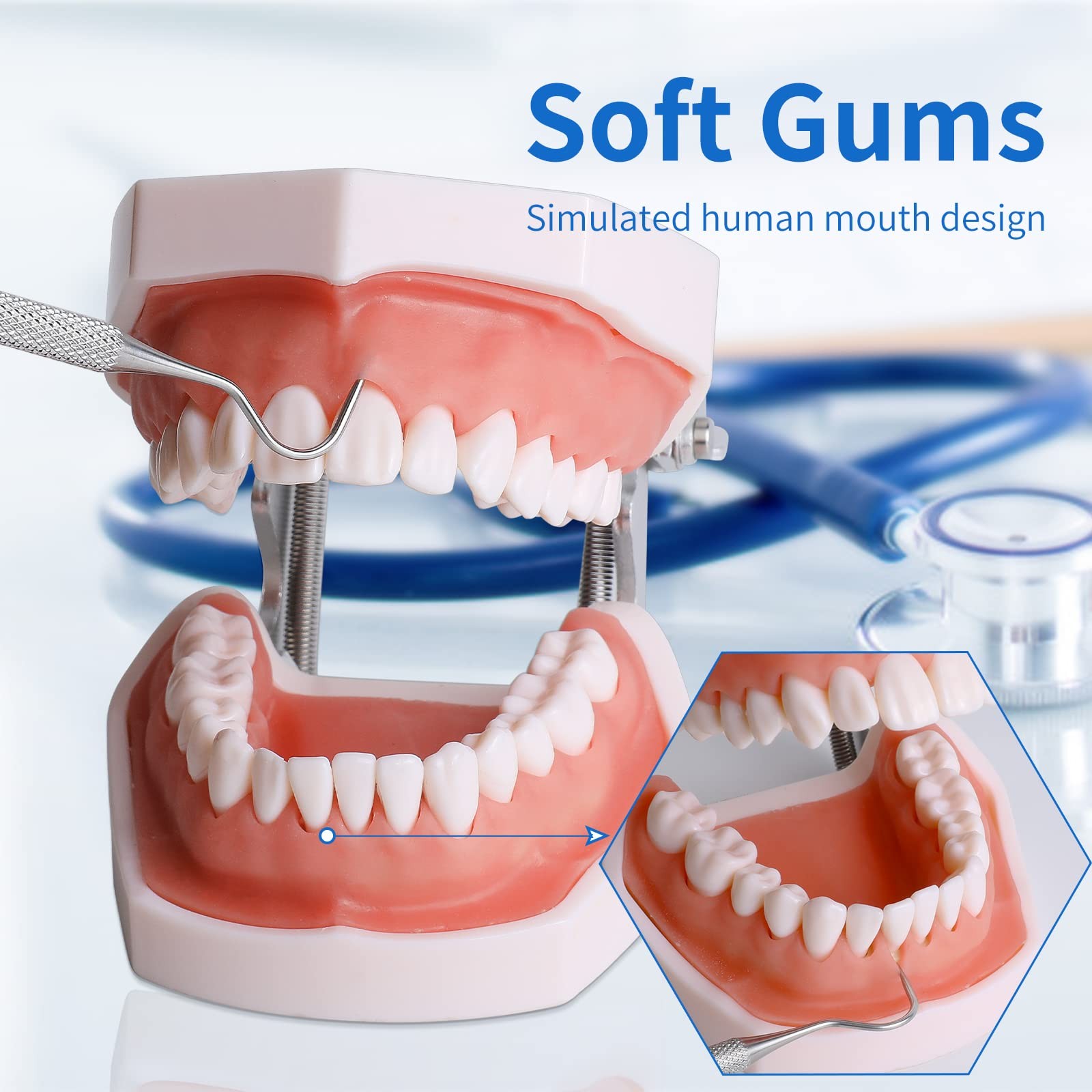 faruijie Typodont Teeth Model – Removable Tooth Teach Practice 28 teeth