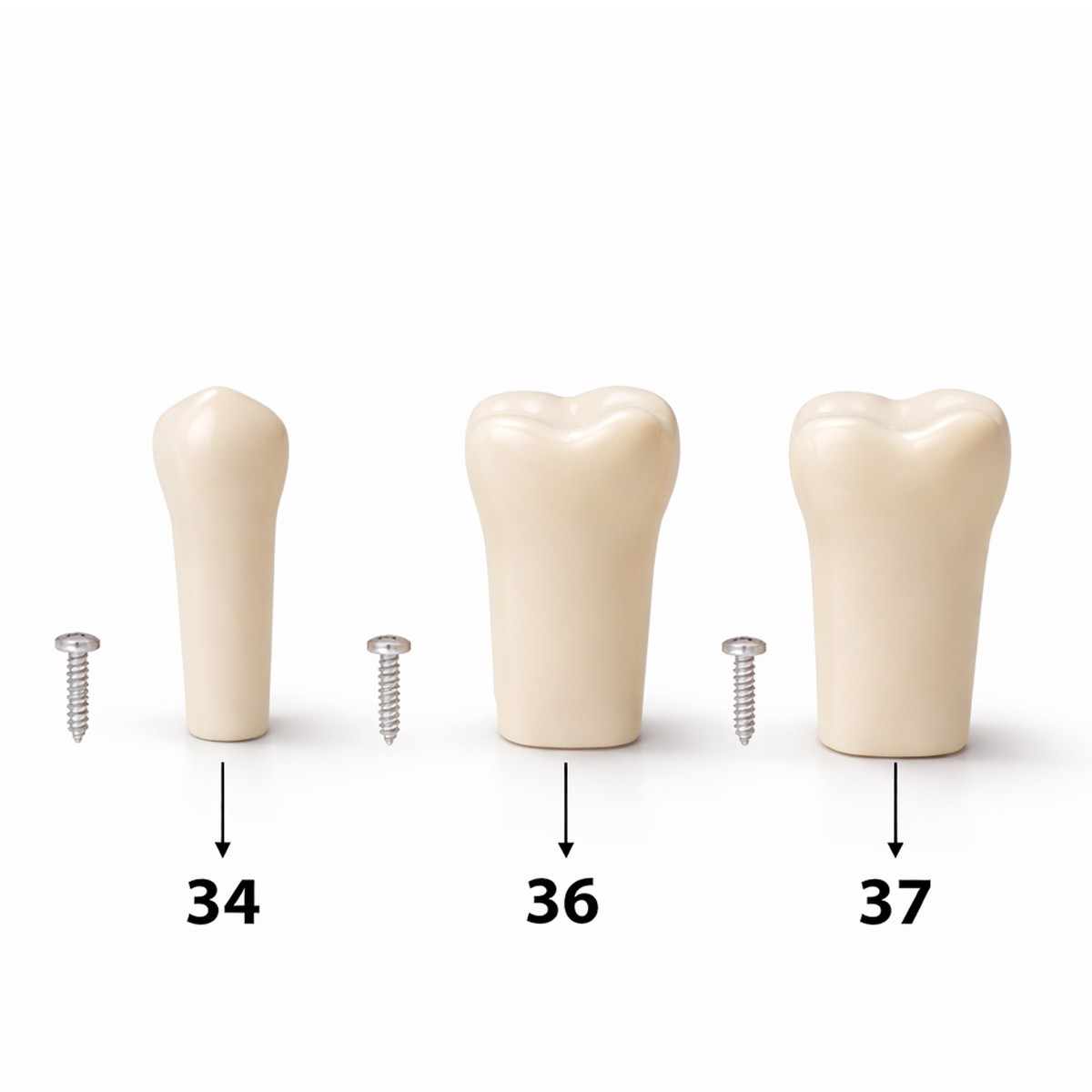 iDENTical Typodonts For Nissin Type Jaw Set TJMA09 – Individual