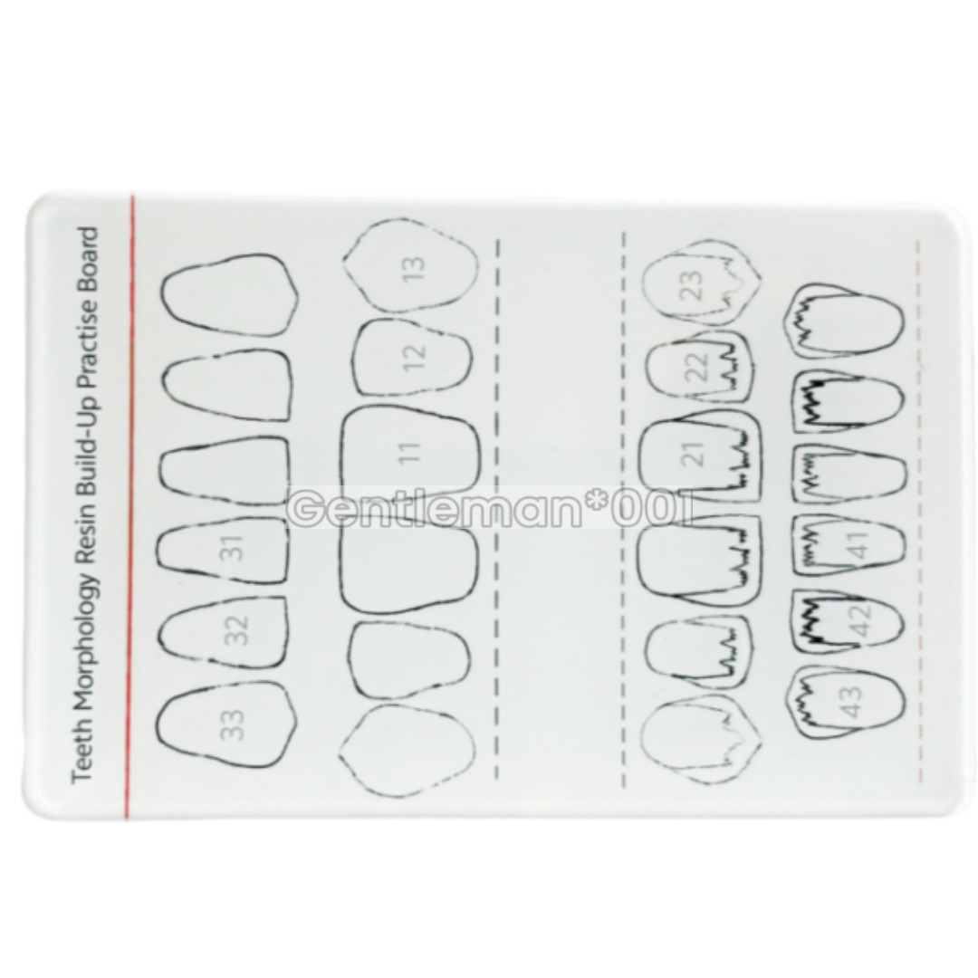 Dental Dentist Board Teeth Morphology Composite Build Up Practise Template Model
