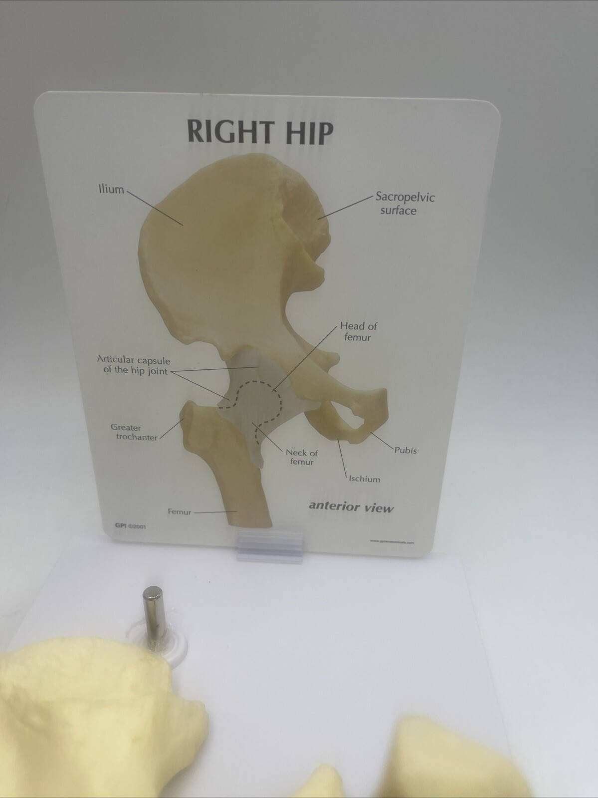 GPI Flexible Hip Model – Model #1260 Anatomical Model