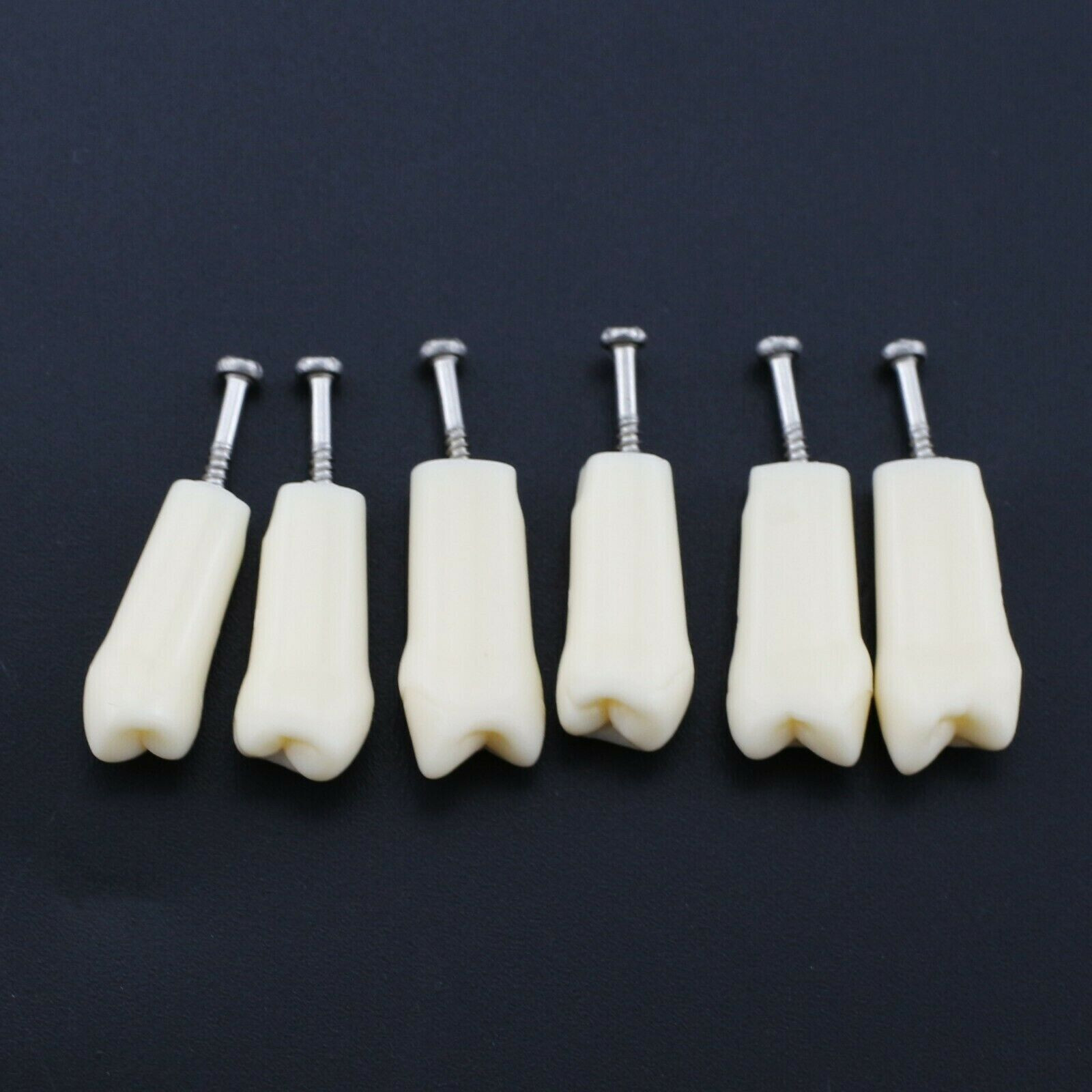 2 Set Dental Removable Screw-in Typodont Grain Teeth 28Pcs+32Pcs Tool Instrument