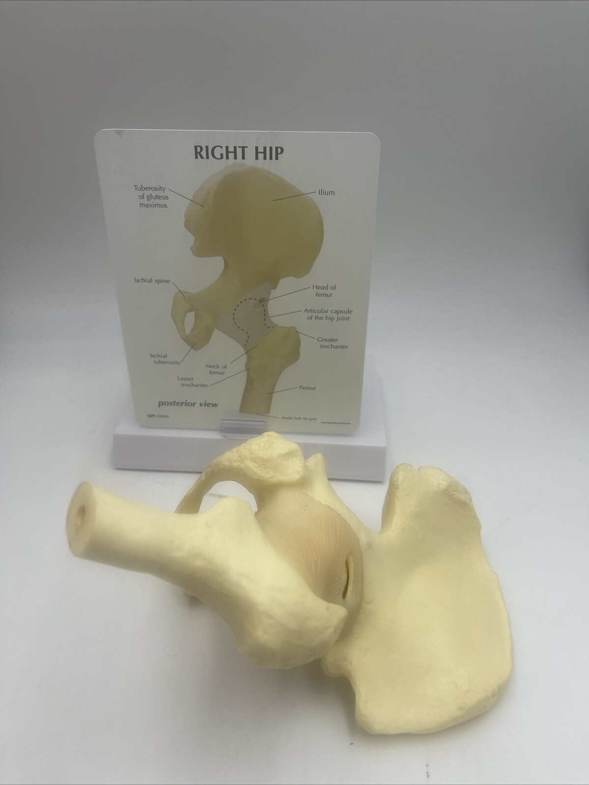 GPI Flexible Hip Model – Model #1260 Anatomical Model