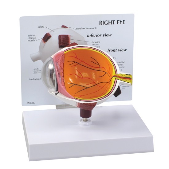 Eye Cataract Cornea Eye Set of 3 GPI Anatomy Models #4021 Make Offer! SEE VIDEO