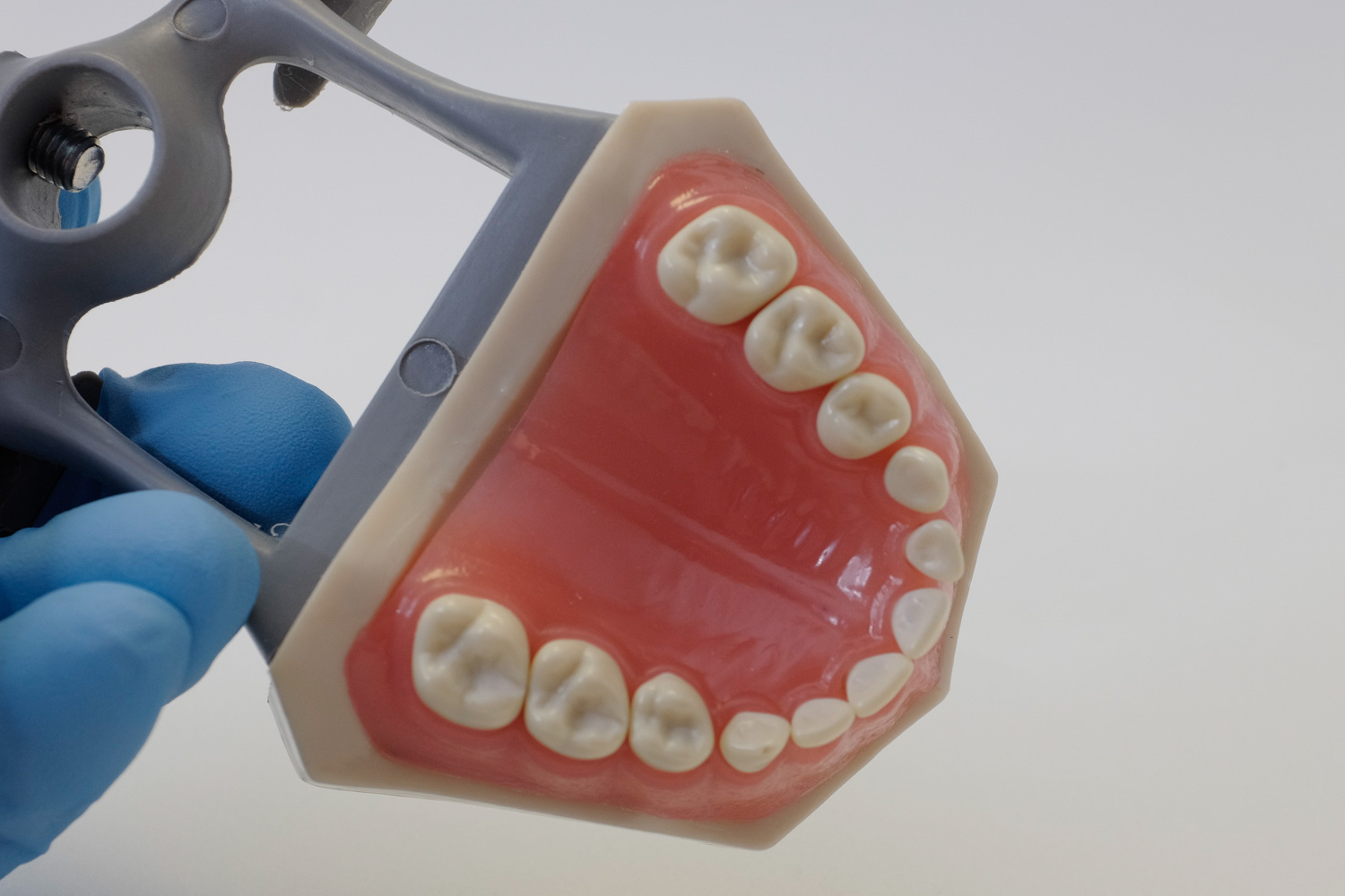 Dental Anatomy Typodont Educational Pediatric Kit Removable Teeth NBDE NERB ADEX