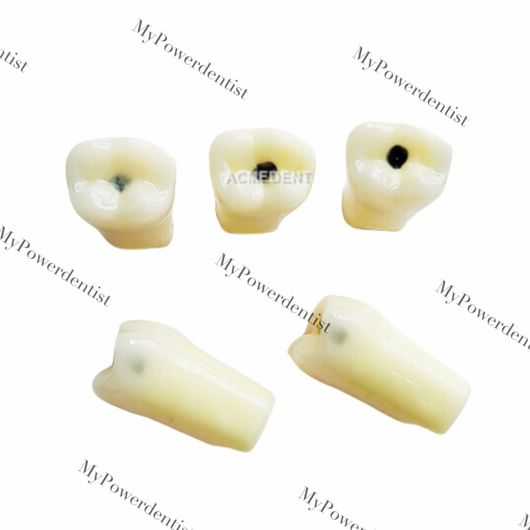 Dental Model DP Articulator Typodont Removable Teeth Kilgore NISSIN Style Study