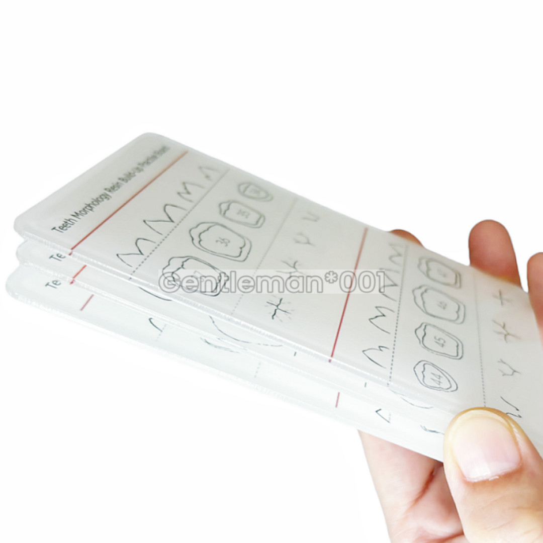 Dental Dentist Board Teeth Morphology Composite Build Up Practise Template Model