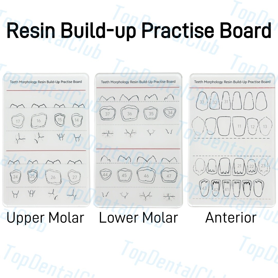 Dental Teeth Morphology Resin Build-Up Practise Board Composite Resin Filling