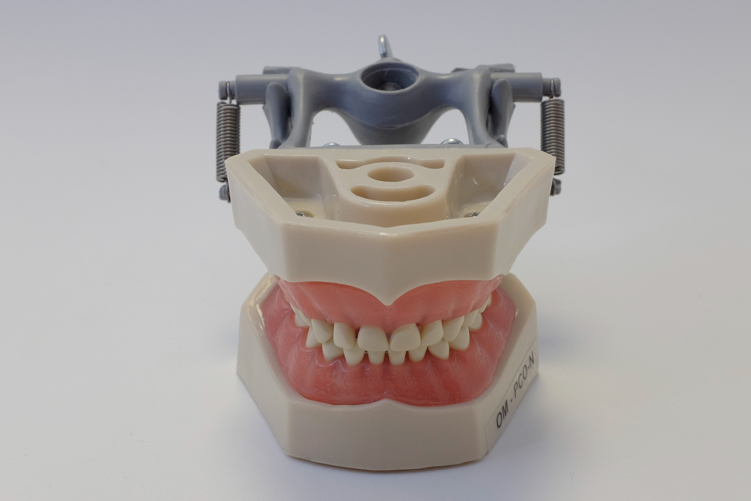 Dental Anatomy Typodont Educational Pediatric Kit Removable Teeth NBDE NERB ADEX