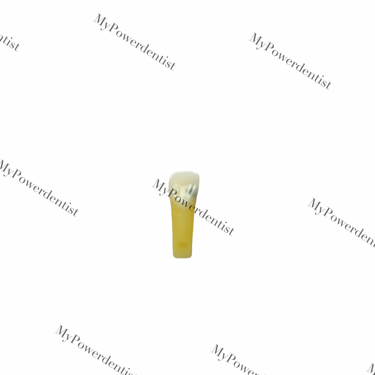 Dental Model DP Articulator Typodont Removable Teeth Kilgore NISSIN Style Study