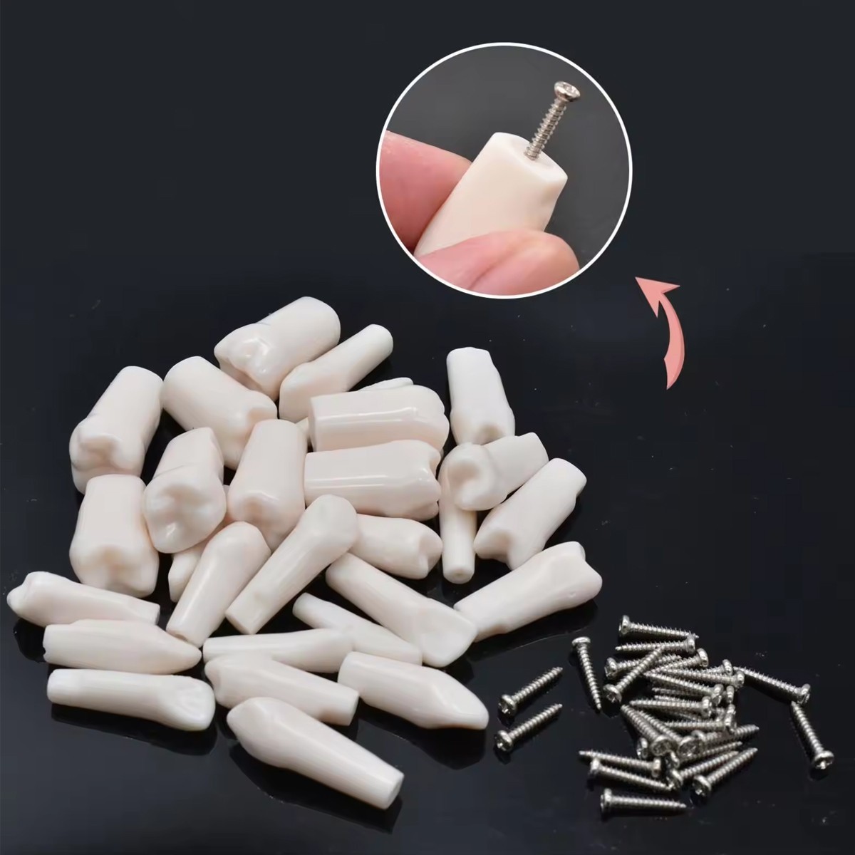 iDENTical Typodonts For Nissin Type Jaw Set TJMA09 – Individual