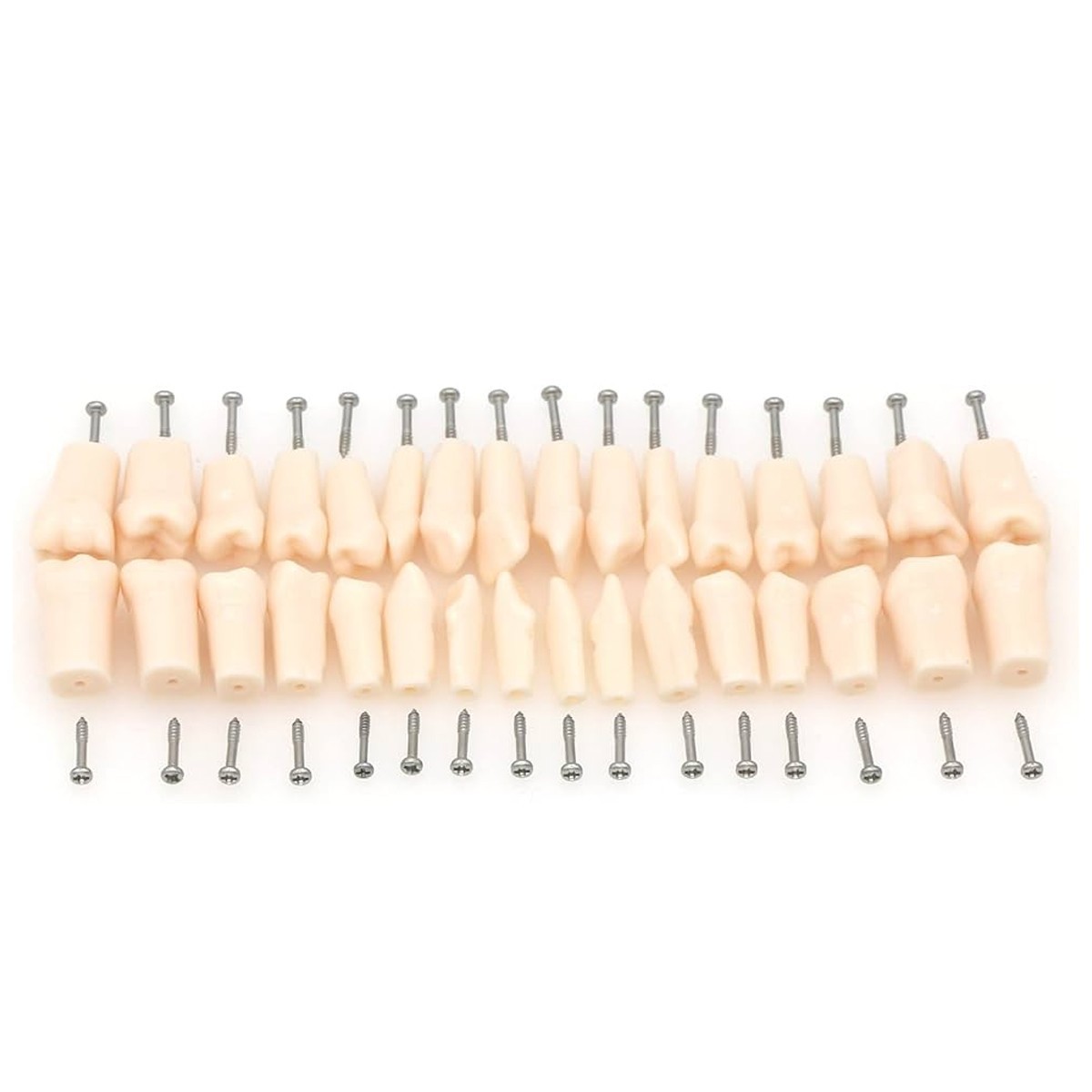 iDENTical Typodonts For Nissin Type Jaw Set TJMA09 – Individual