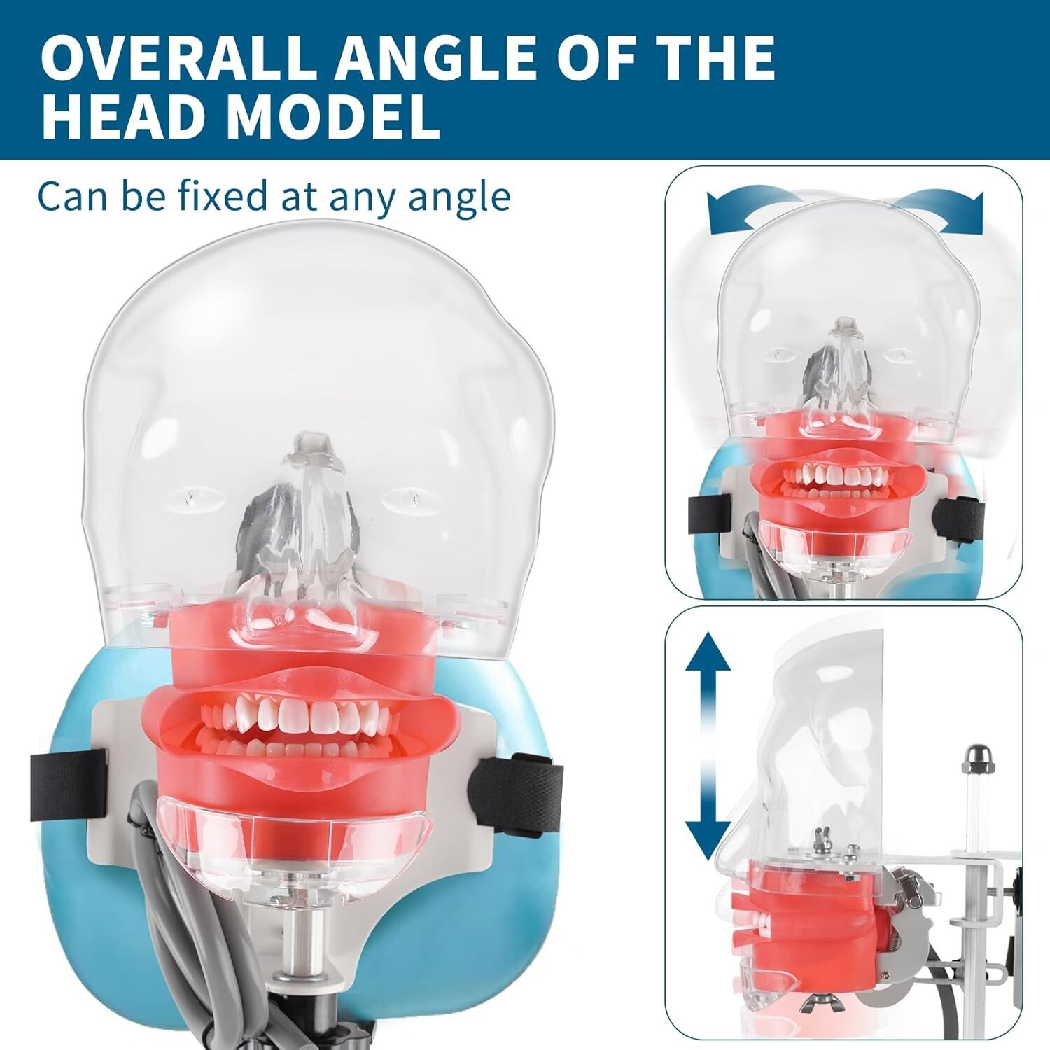 Dental Simulator Mannequin Head Teeth Model Teaching Practicing Head Mold desk