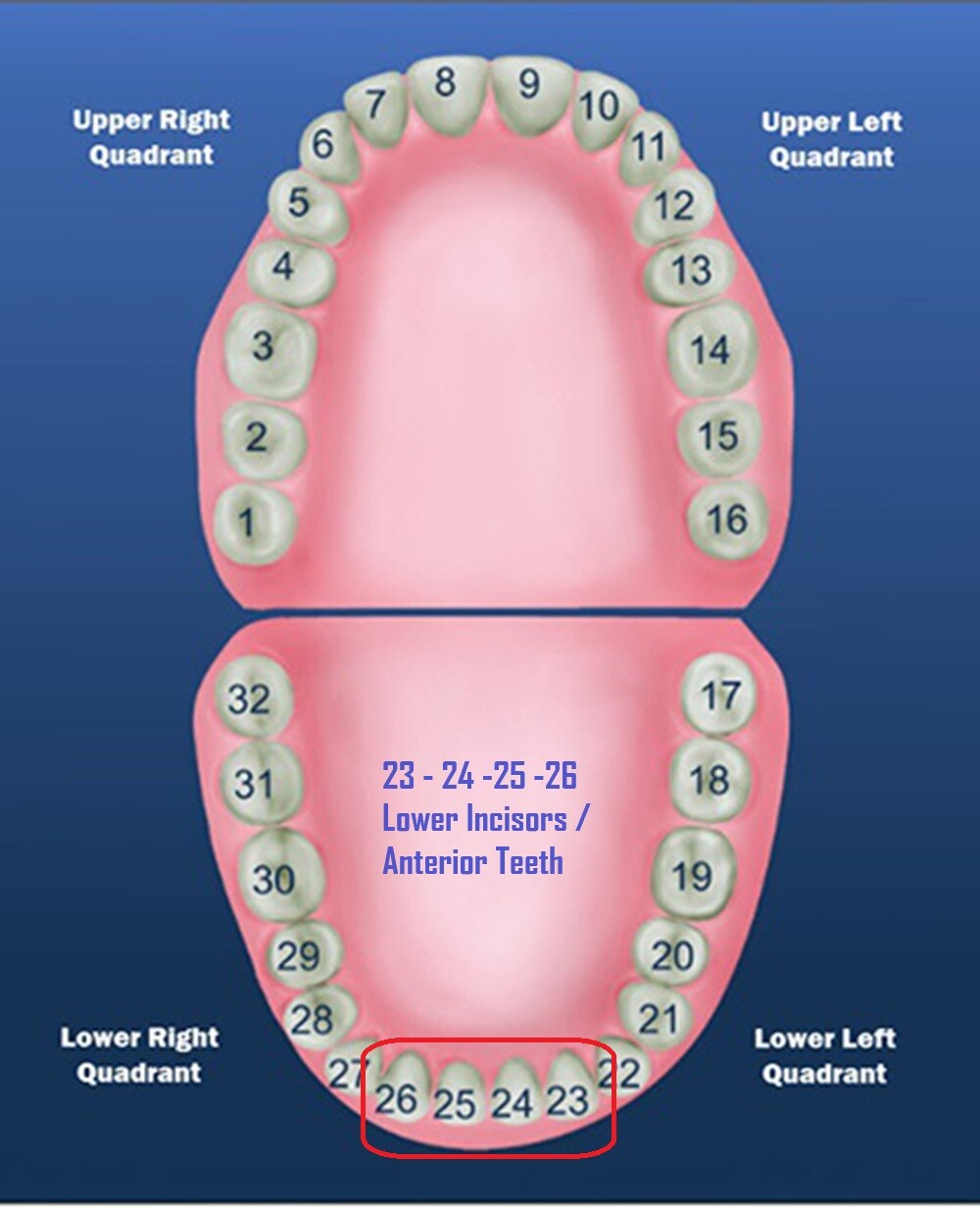 Dental Polycarbonate Temporary Preform Crowns Refills Set of 5 per Bag See Chart