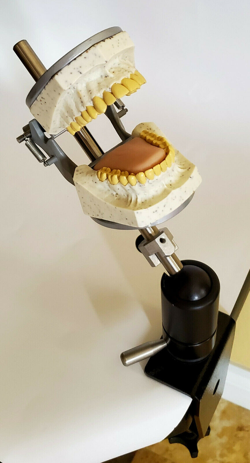 Dental Teeth X-Ray MANIKIN Practice Oral Exam Simulator Training Model Phantom