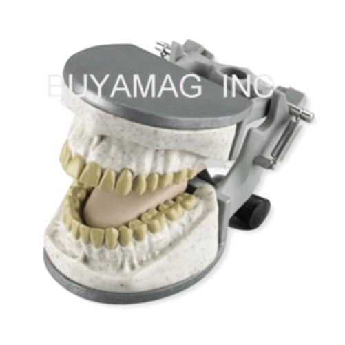 Dental Teeth X-Ray Model Practice Exam Simulator Training Phantom 32 Teeth