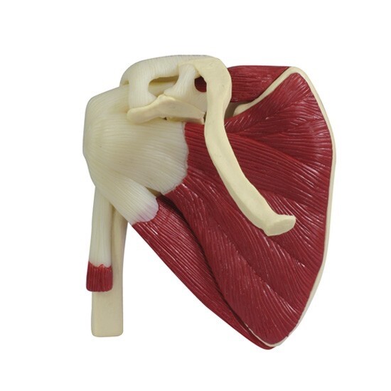 GPI Anatomical 1900 Mini-Muscled Joint Set Model Knee Shoulder Hip Elbow Muscles