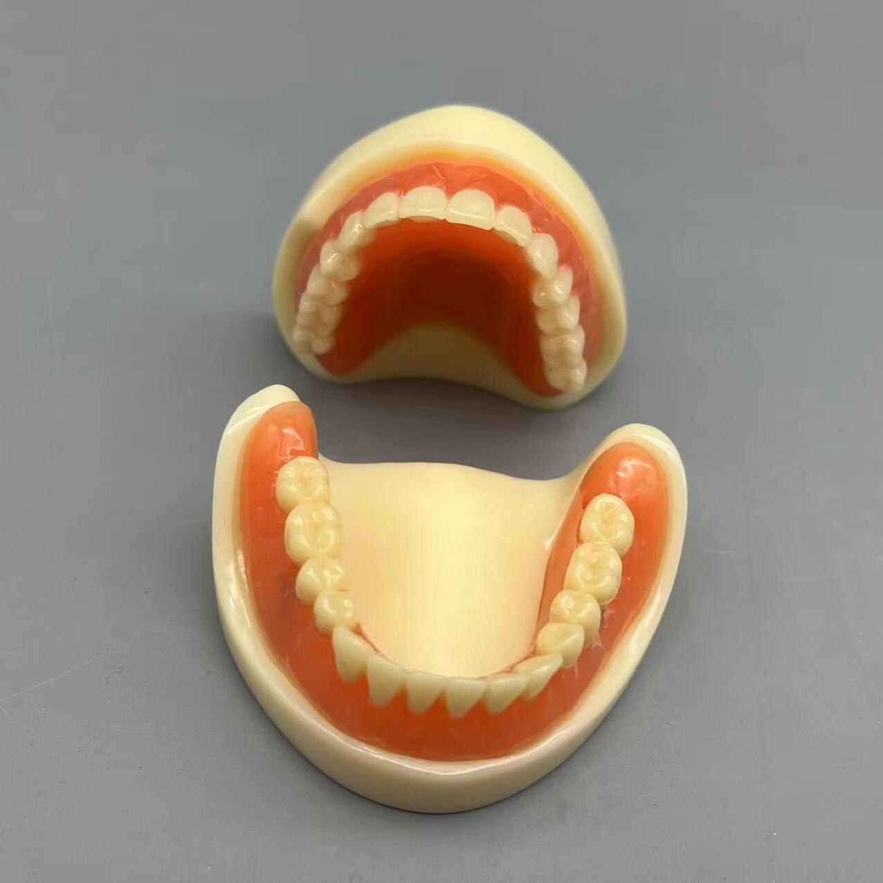Dental 2 Implants Overdenture Typodont Restoration Upper Lower Lower Teeth Model
