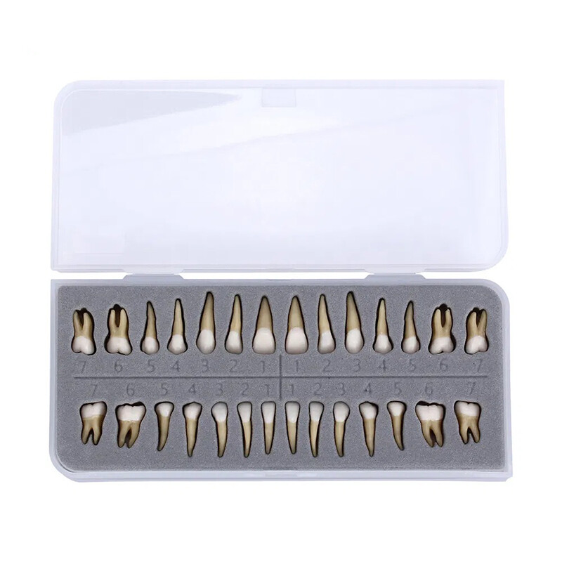 Dental Plastic Teeth Highly Reproducible Carton 1: 1 Permanent Teeth Demonstra