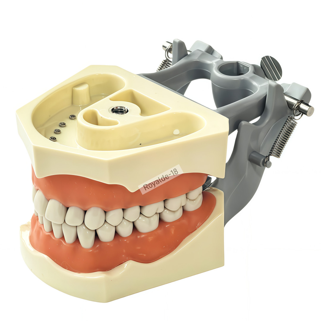 Fit Columbia 860 Dentoform Dental Typodont Model 32 Removable Teeth Soft Gingiva