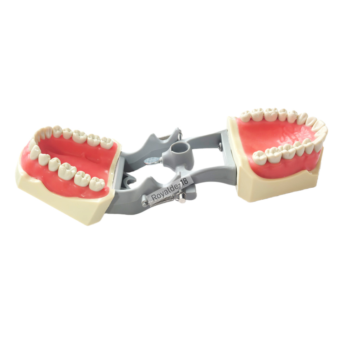 Fit Columbia 860 Dentoform Dental Typodont Model 32 Removable Teeth Soft Gingiva