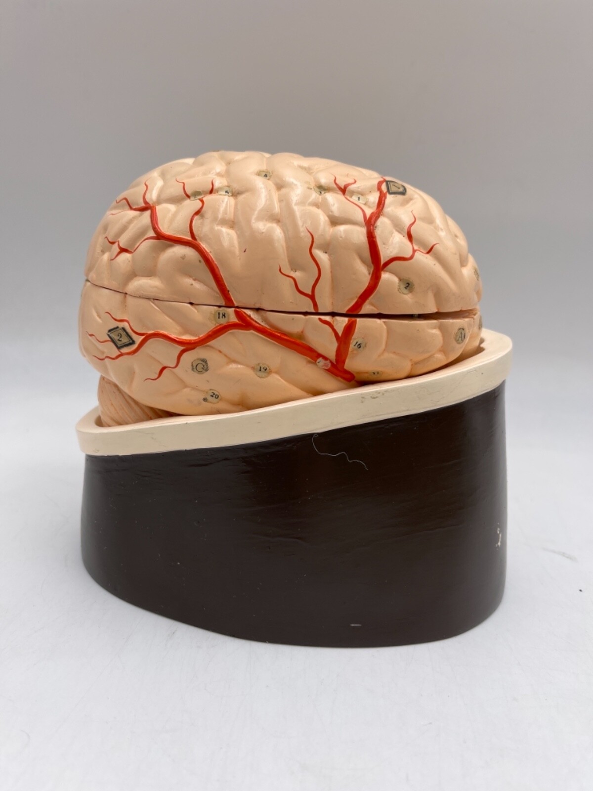 Clay Adams Vintage/Antique Brain Model Anatomical Model
