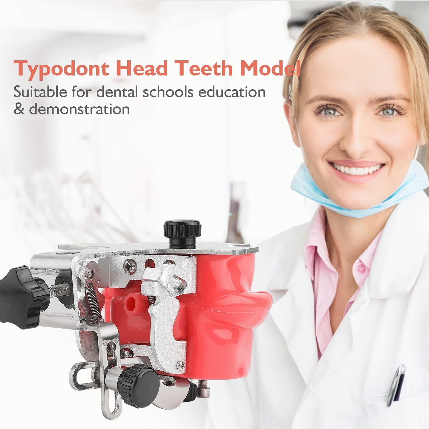 faruijie Dental Simulator Mannequin Head – Typodont Teeth Model Fixed on Desk