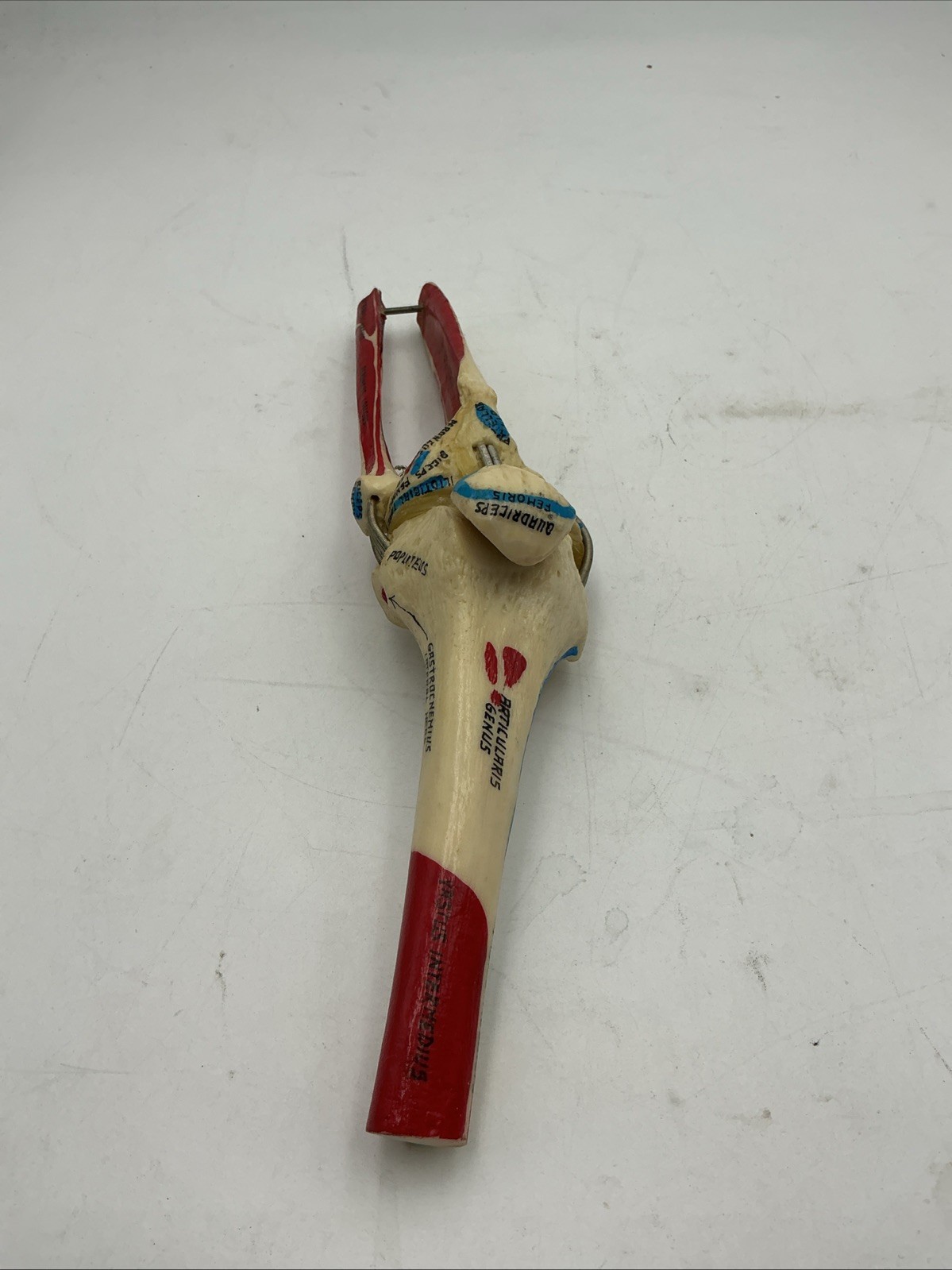 Medical Plastics Laboratory Functional Knee Joint Model with Muscle Attachments