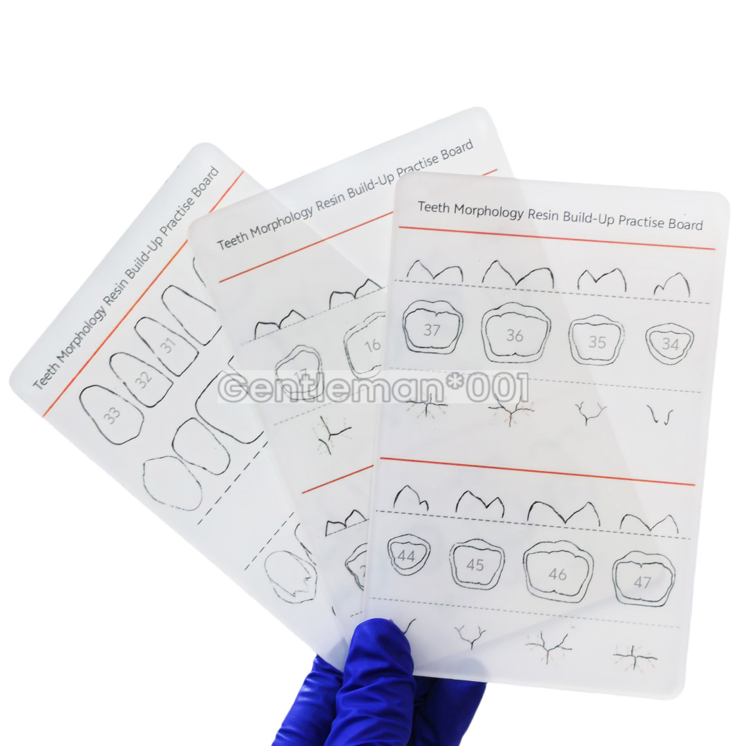 Dental Dentist Board Teeth Morphology Composite Build Up Practise Template Model