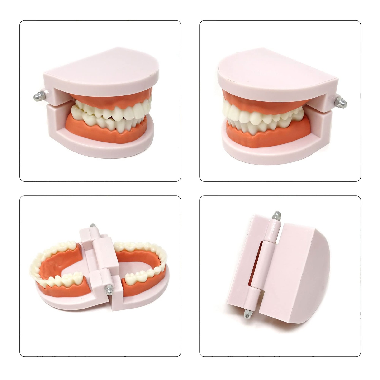 Honbay 1PCS Plastic Standard Teeth Model Adult Mouth Dental Skin Color