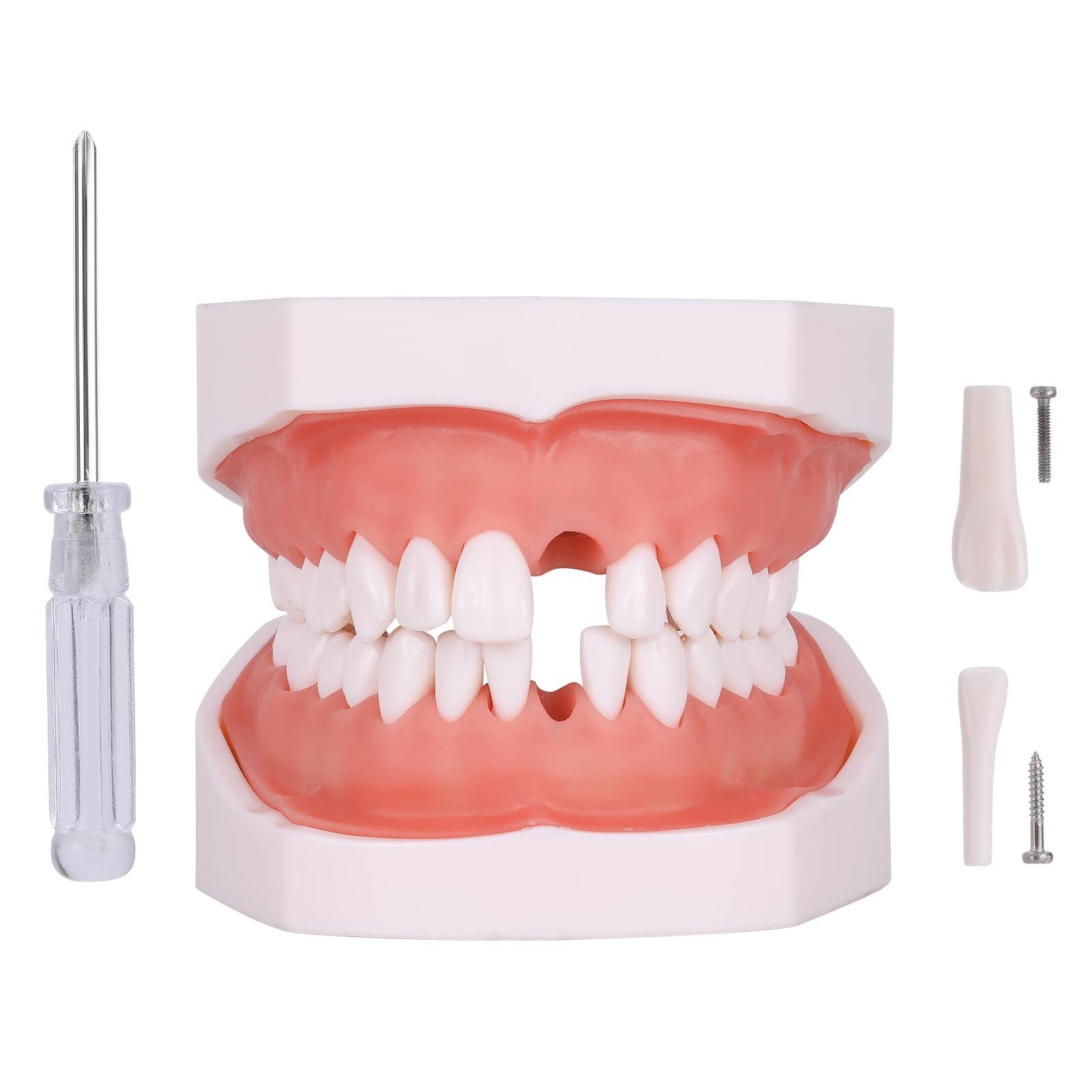 faruijie Typodont Teeth Model – Removable Tooth Teach Practice 28 teeth