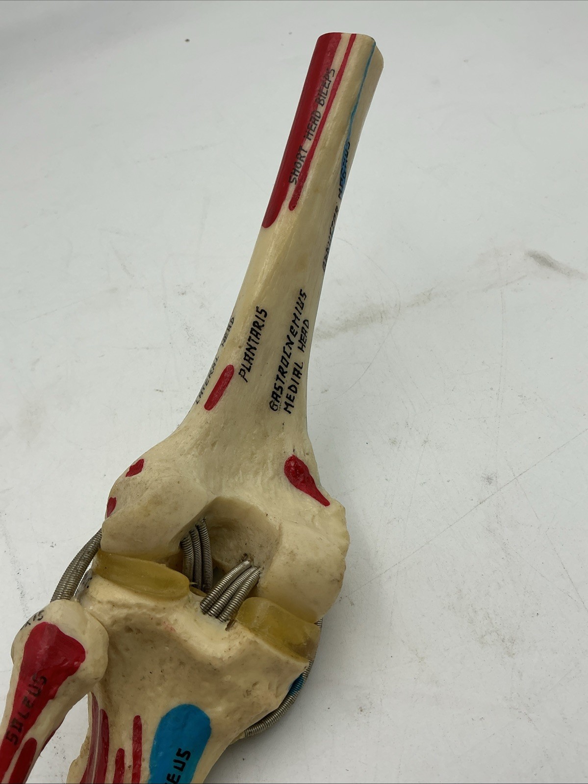 Medical Plastics Laboratory Functional Knee Joint Model with Muscle Attachments