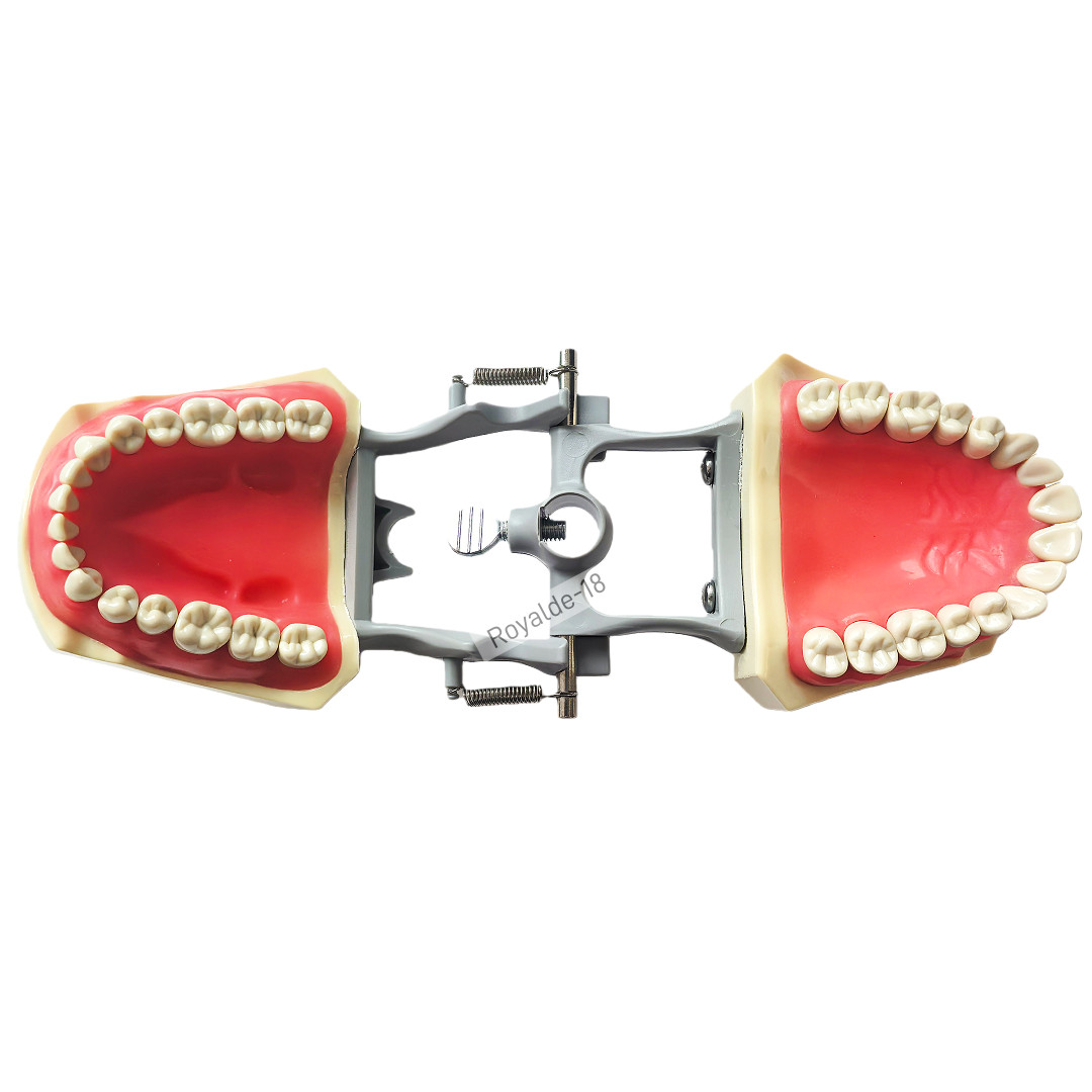 Fit Columbia 860 Dentoform Dental Typodont Model 32 Removable Teeth Soft Gingiva