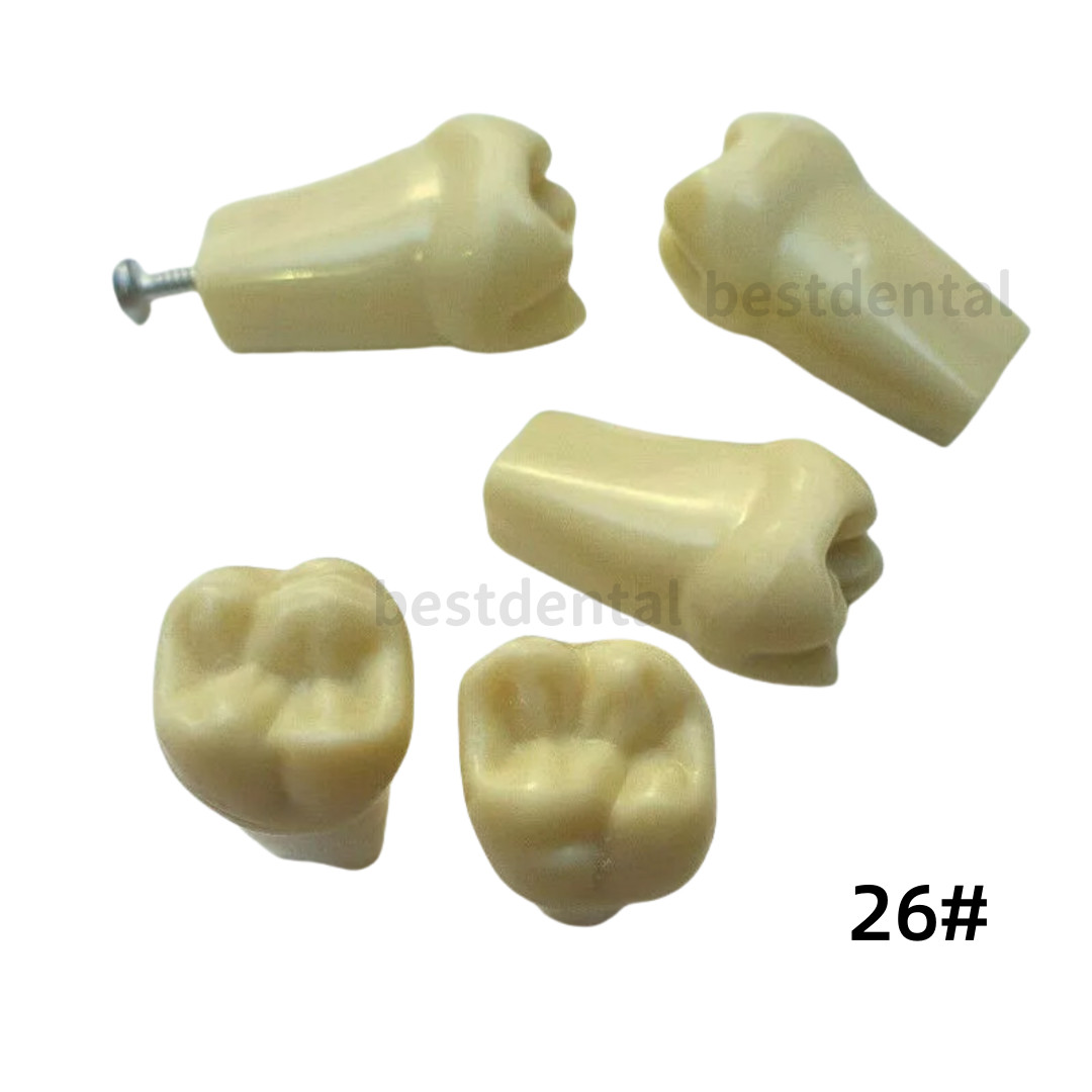 Dental Frasaco AG3 Type Restorative Typodont Model 32pc Marked Teeth M8014-2